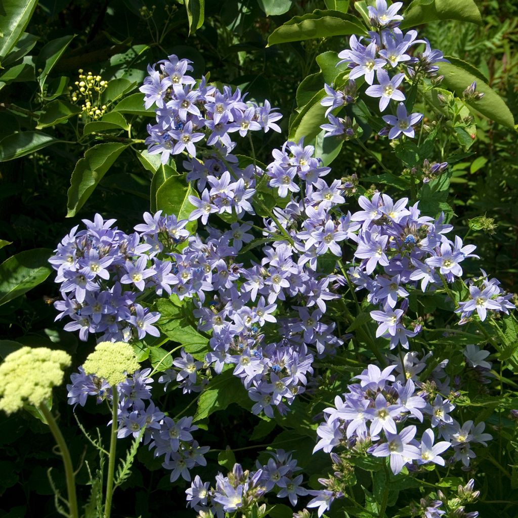 Dolden-Glockenblume Prichard s variety - Campanula lactiflora