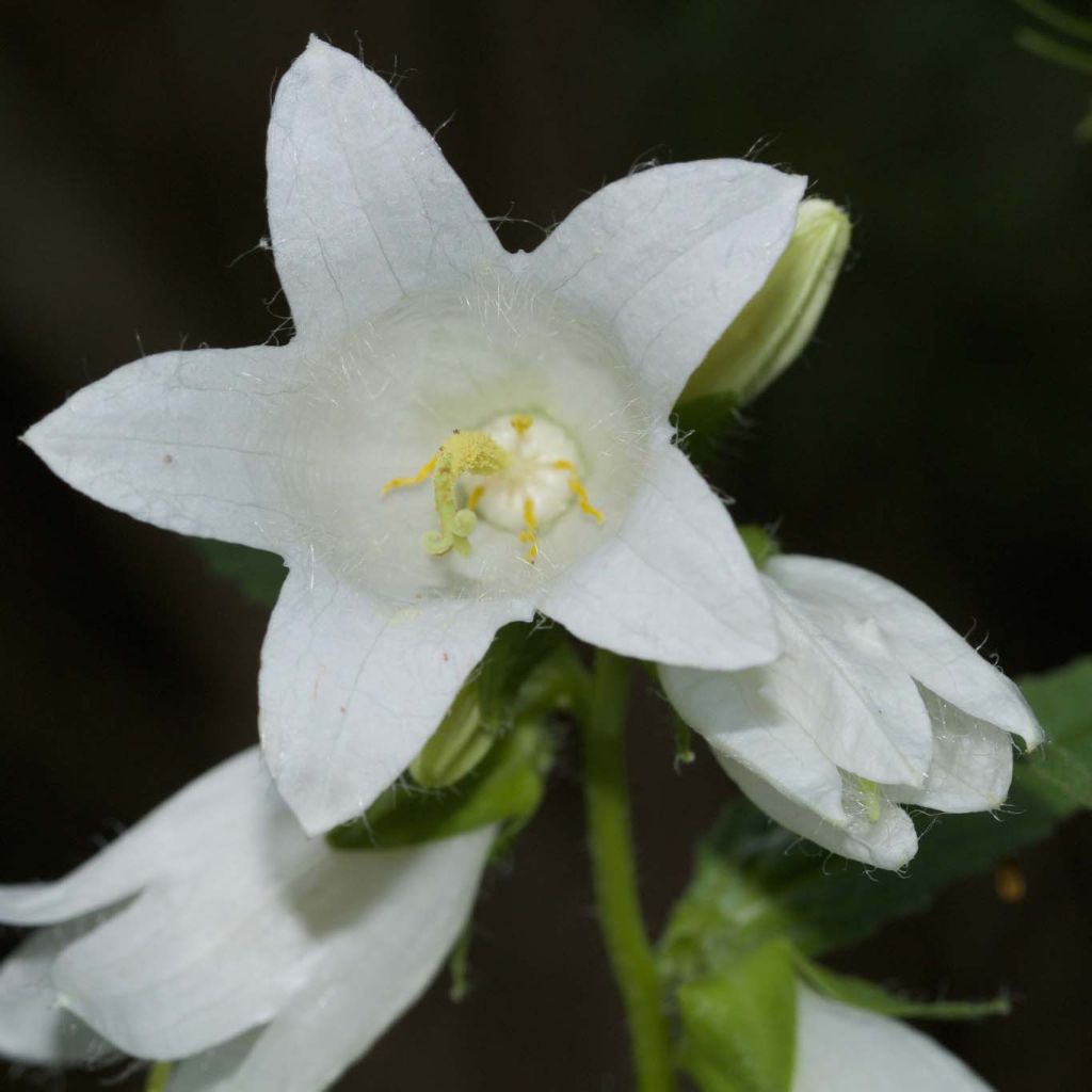 Campanula latifolia var. macrantha alba - Breitblättrige Glockenblume