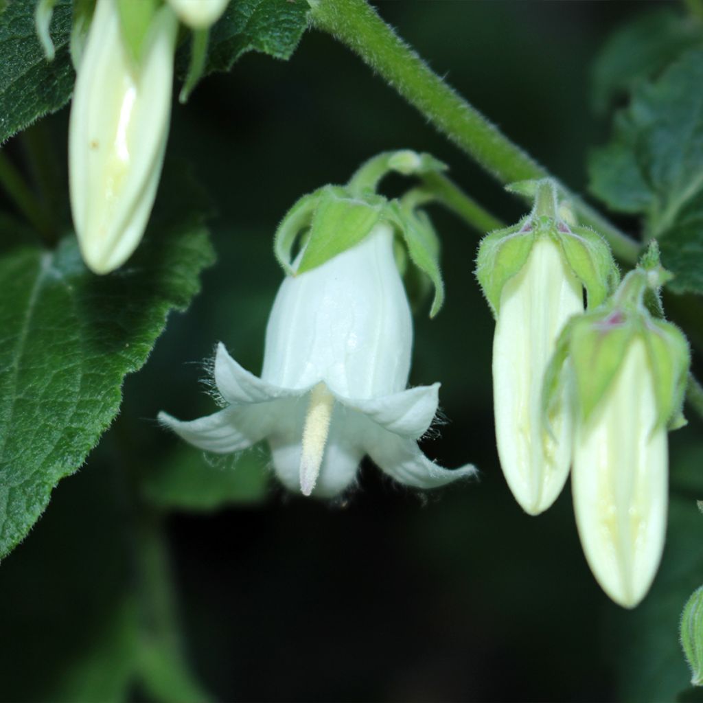 Campanula ochroleuca - Knoblauchraukenblättrige Glockenblume