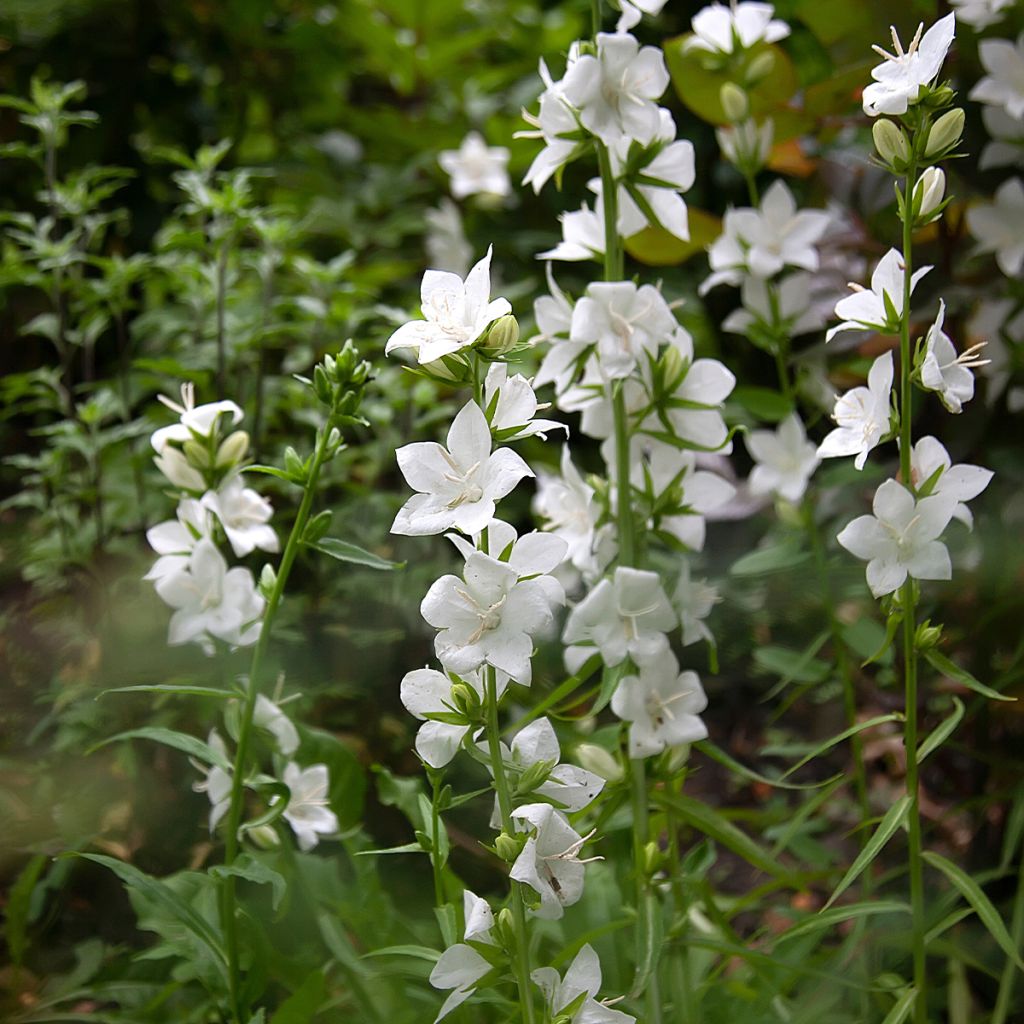 Pfirsichblättrige Glockenblume var. planiflora f.alba - Campanula percisifolia