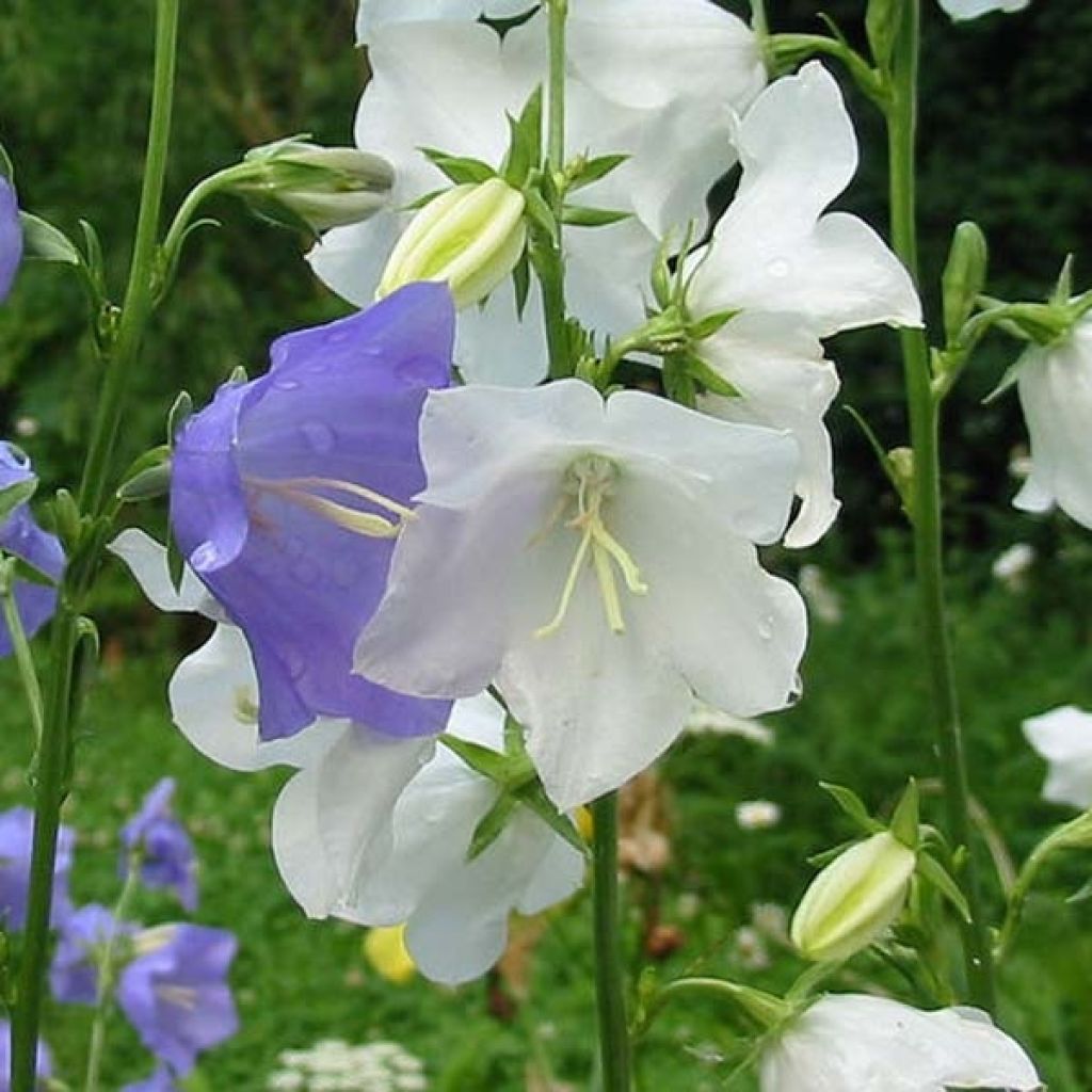 Pfirsichblättrige Glockenblume Alba - Campanula persicifolia