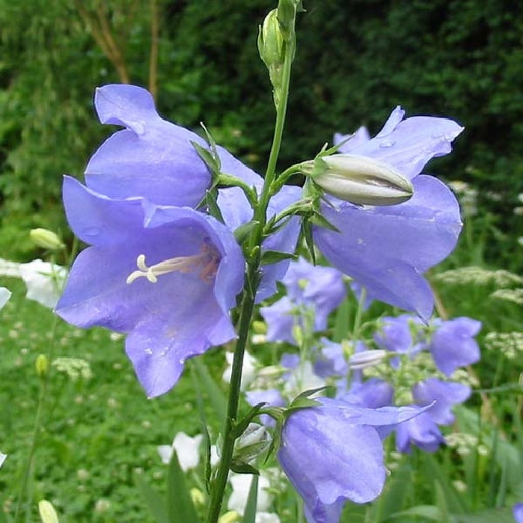 Pfirsichblättrige Glockenblume - Campanula persicifolia