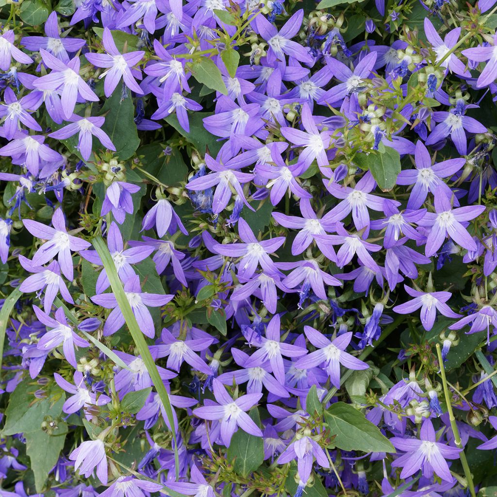 Campanula poscharskyana - Hängepolster-Glockenblume