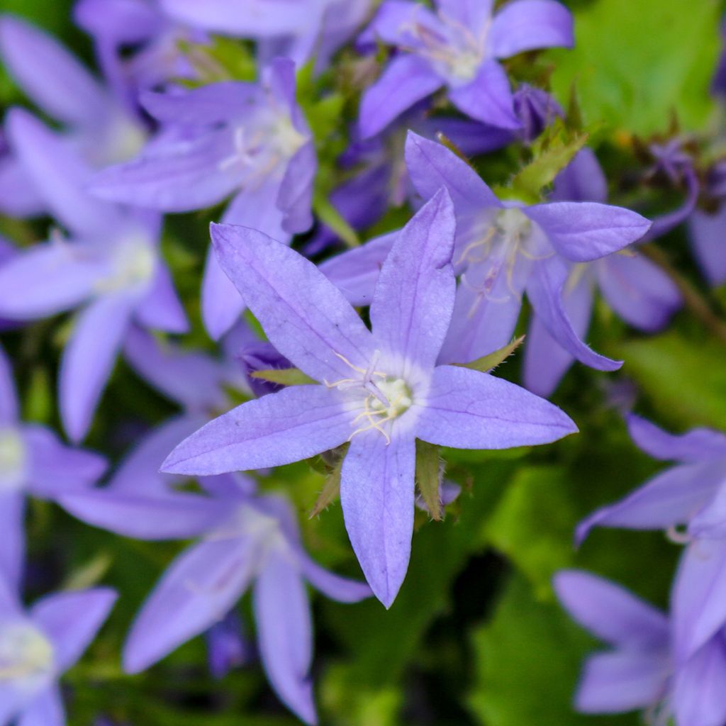 Campanula poscharskyana - Hängepolster-Glockenblume