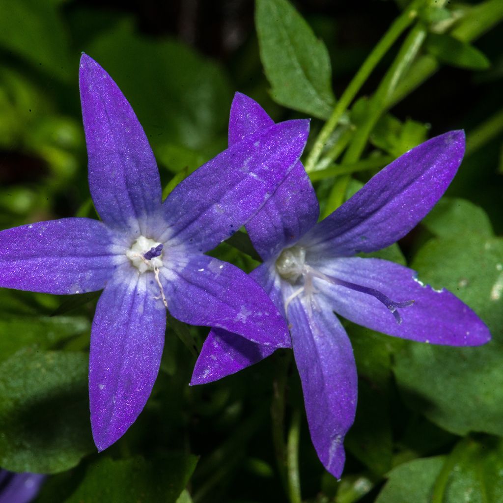 Campanula poscharskyana - Hängepolster-Glockenblume