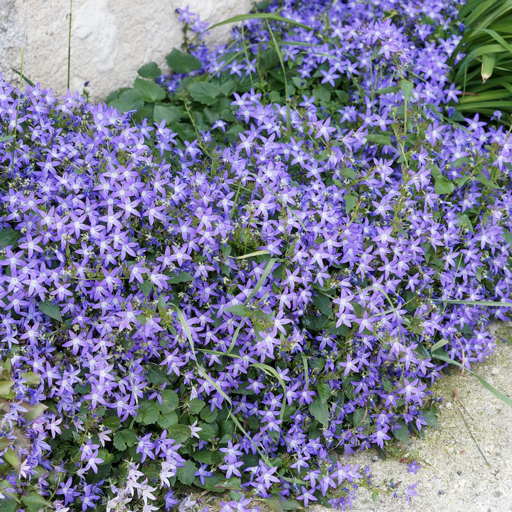 Campanula poscharskyana - Hängepolster-Glockenblume