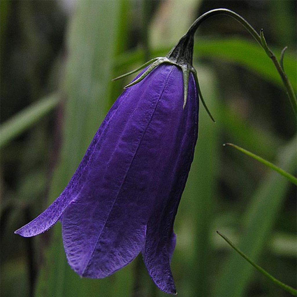 Campanula pulla - Dunkle Glockenblume