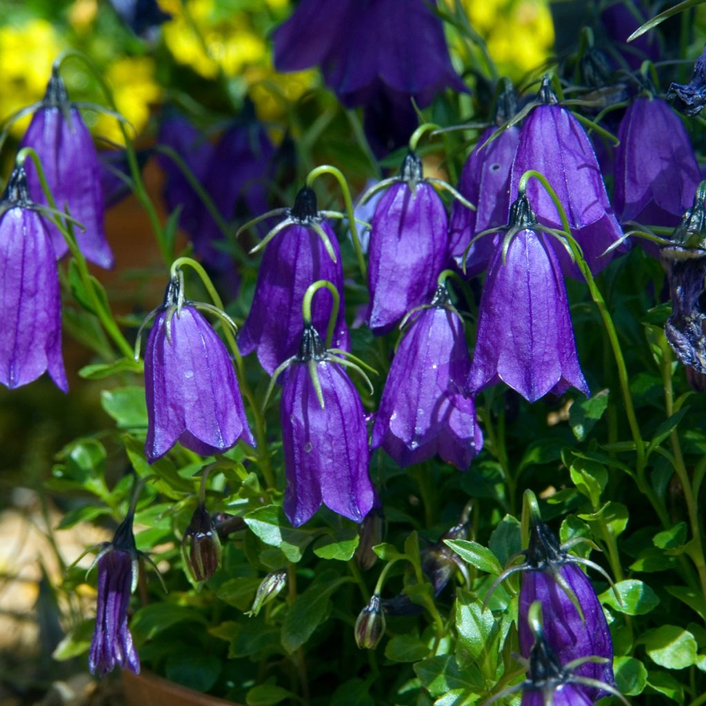 Campanula pulla - Dunkle Glockenblume