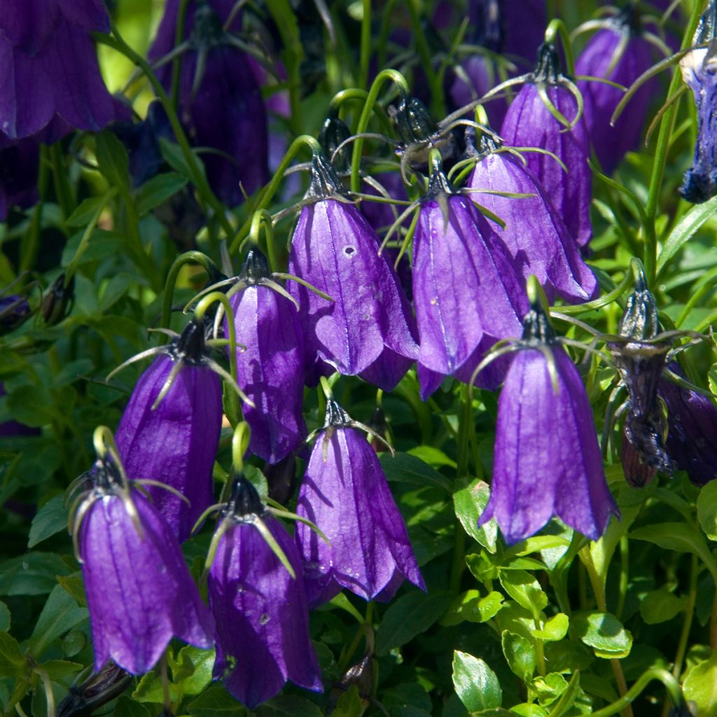 Campanula pulla - Dunkle Glockenblume