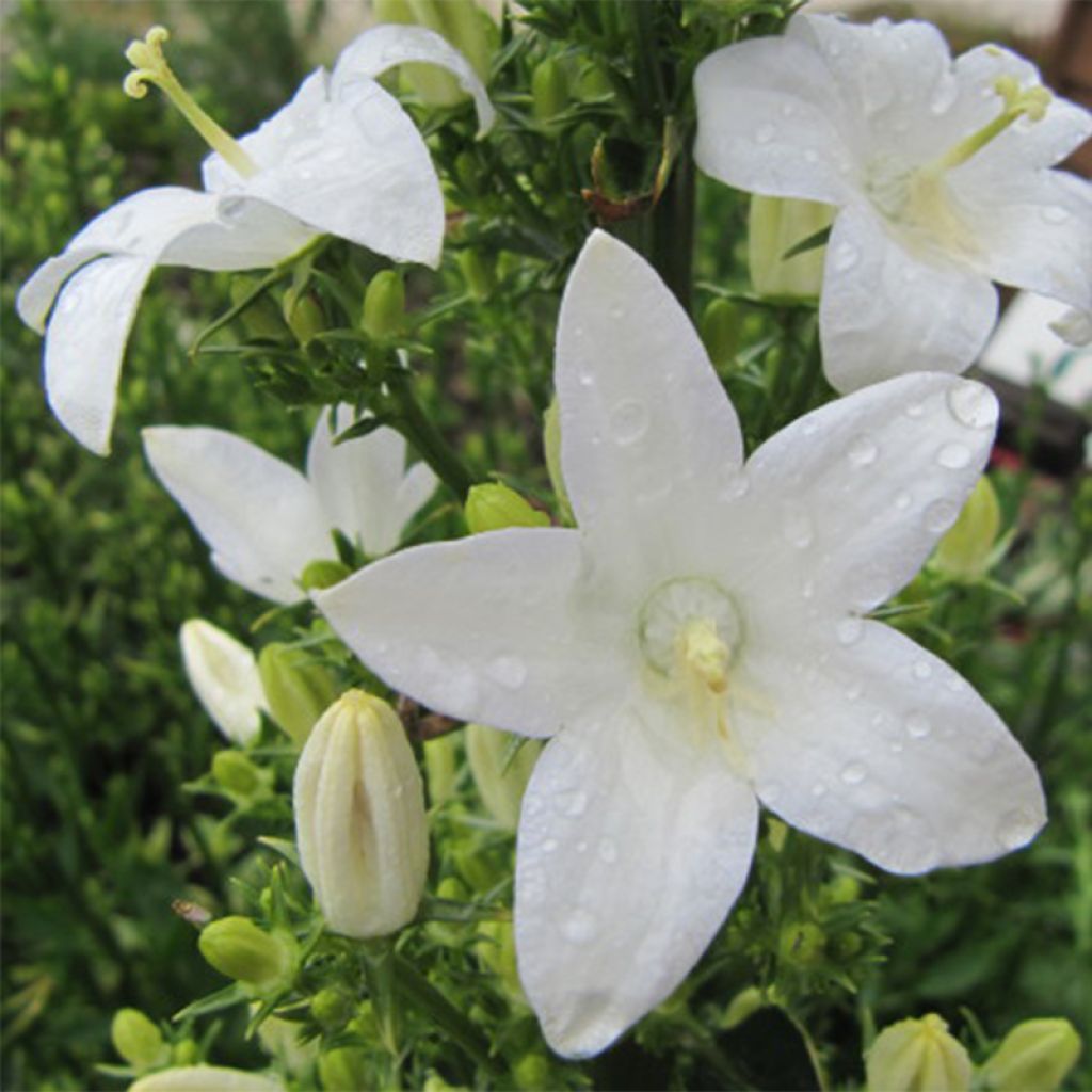 Campanula pyramidalis Alba - Pyramiden-Glockenblume