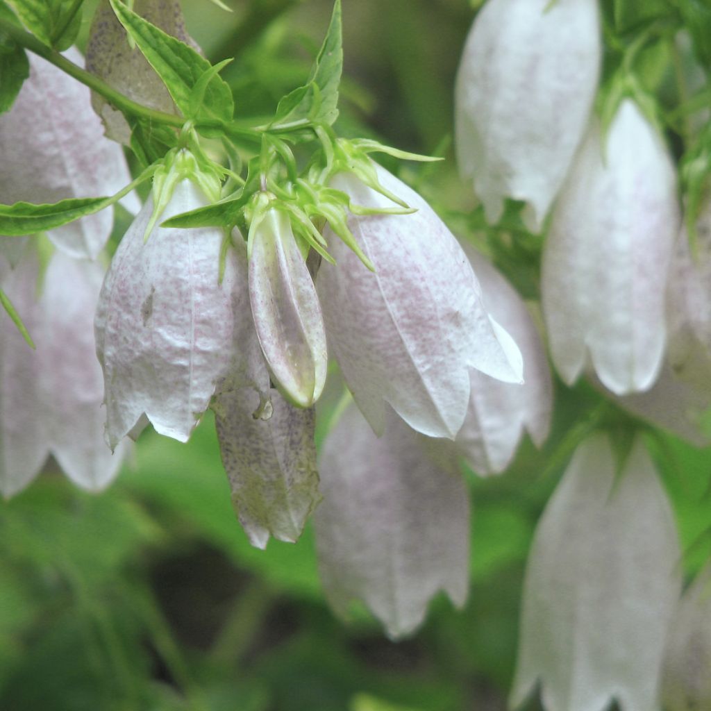 Campanula takesimana Alba - Korea-Glockenblume