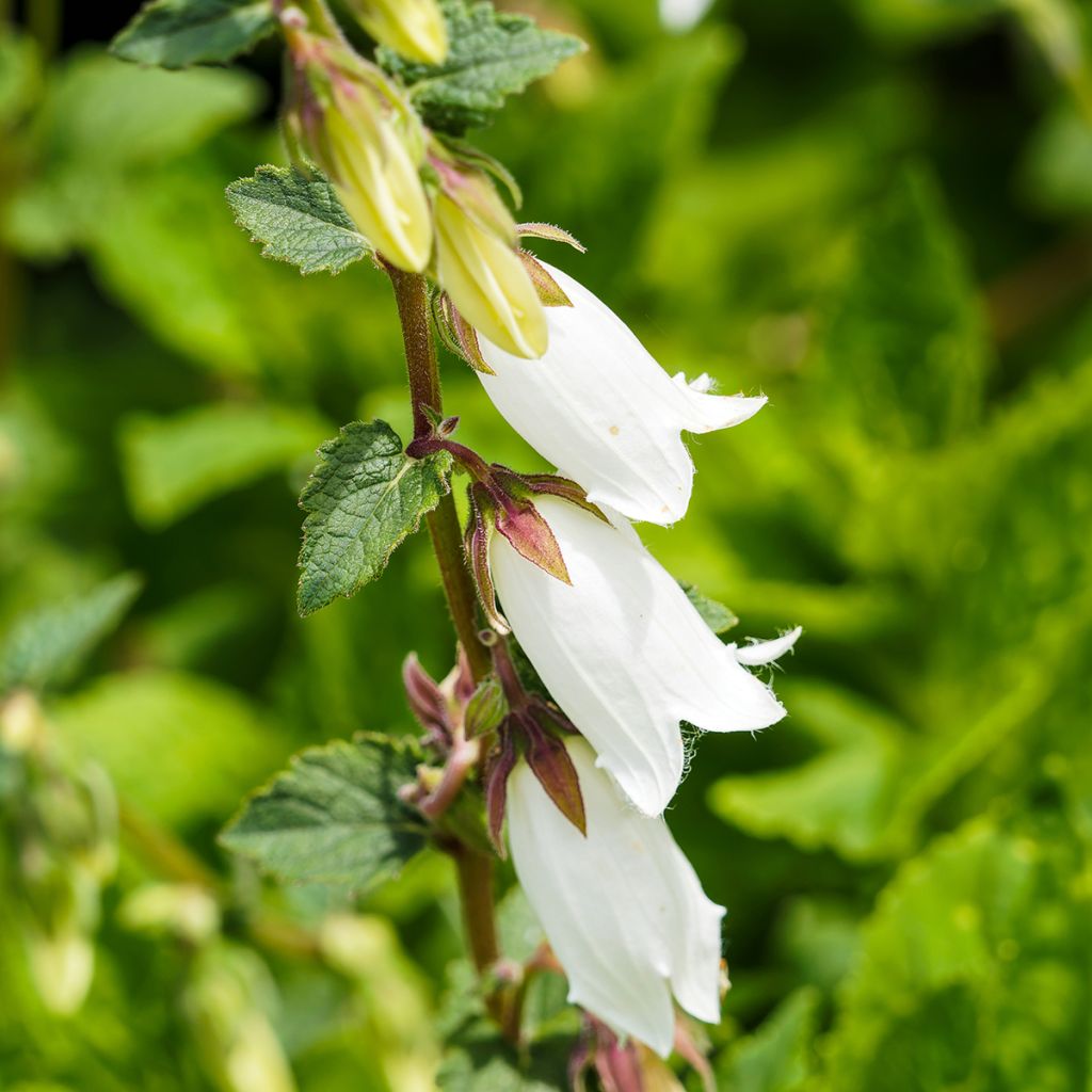 Campanula takesimana Alba - Korea-Glockenblume