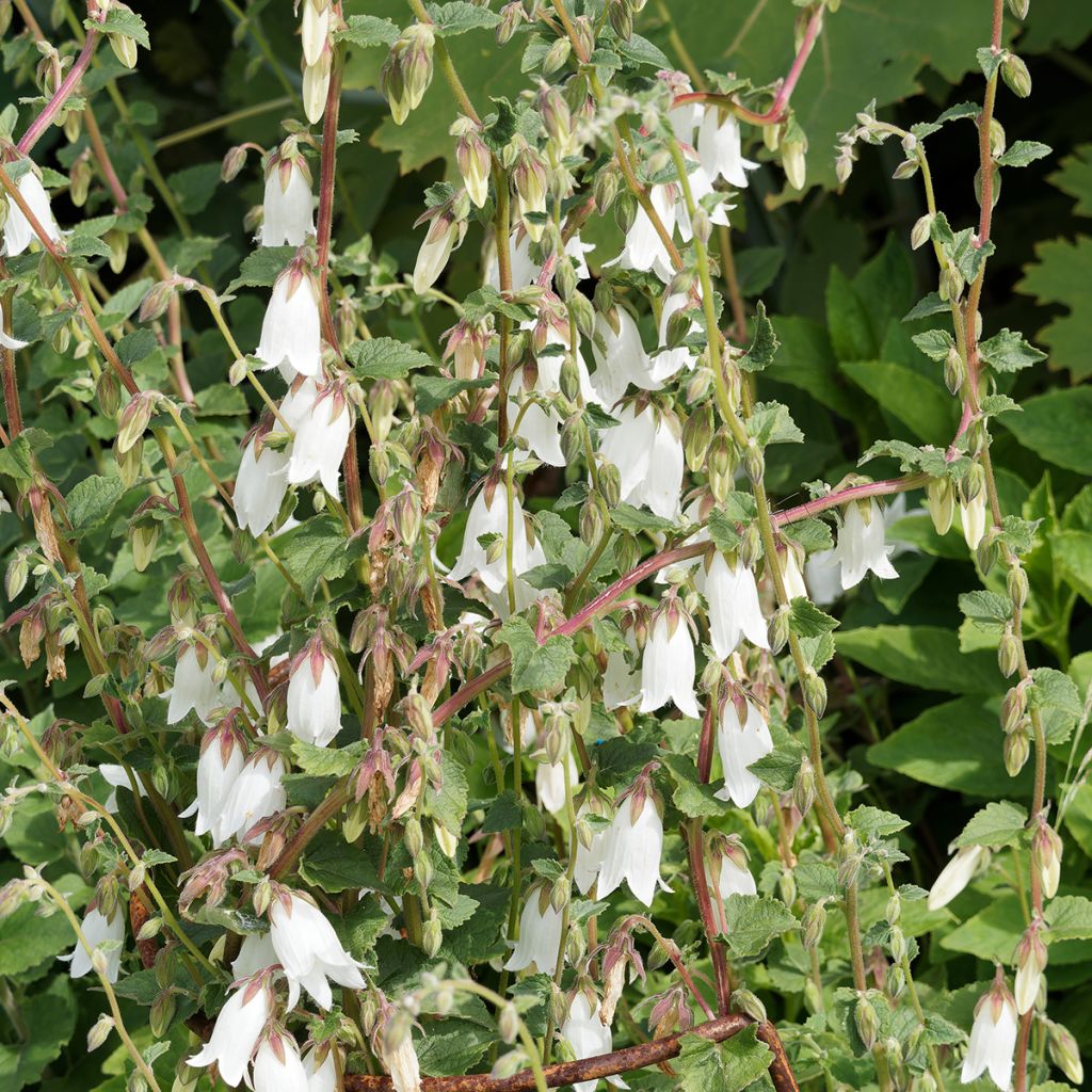 Campanula takesimana Alba - Korea-Glockenblume