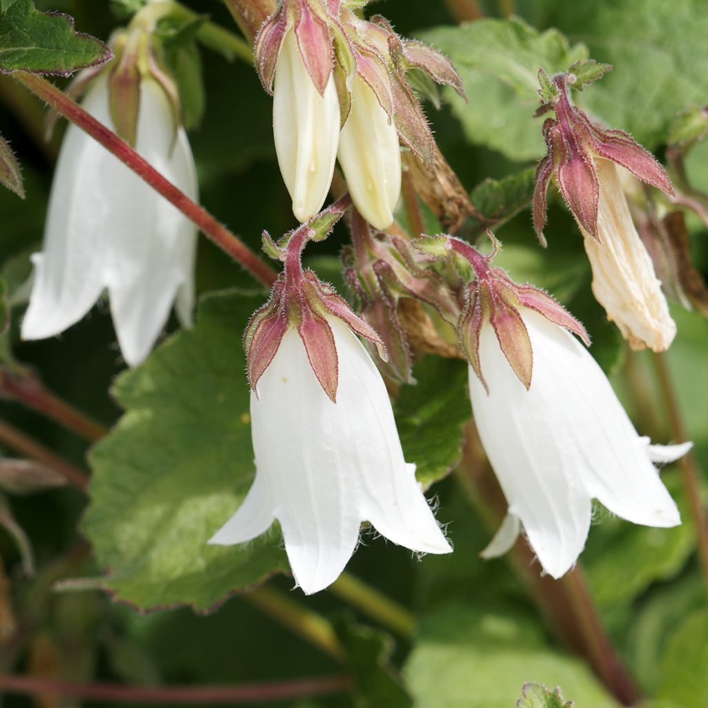 Campanula takesimana Alba - Korea-Glockenblume