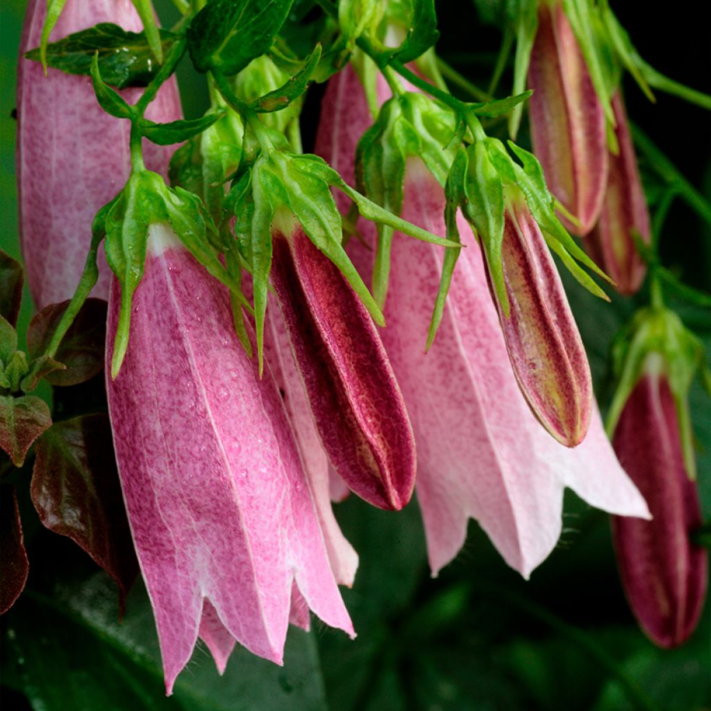 Campanule takesimana Elisabeth - Campanule de Corée