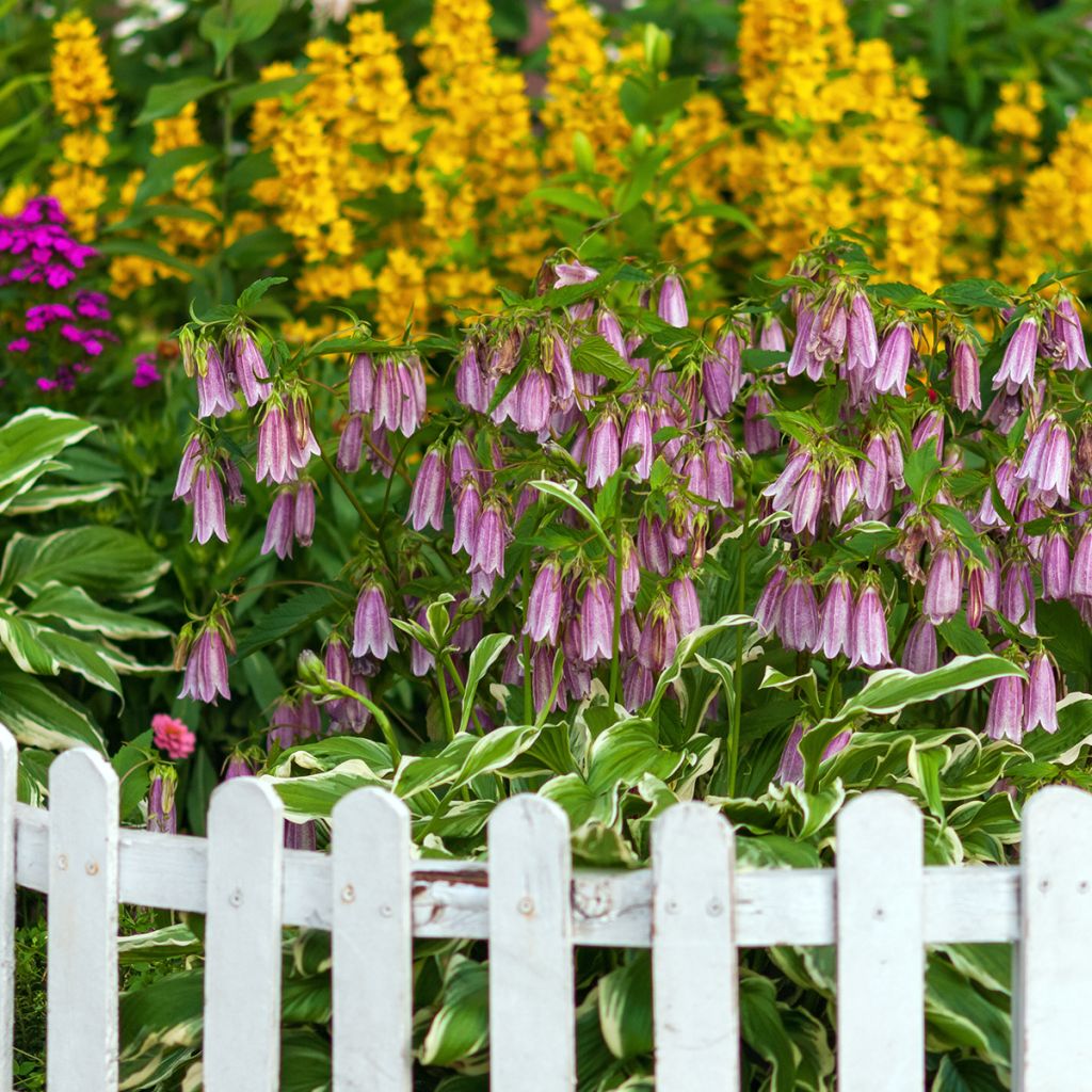 Campanula takesimana Elisabeth - Korea-Glockenblume