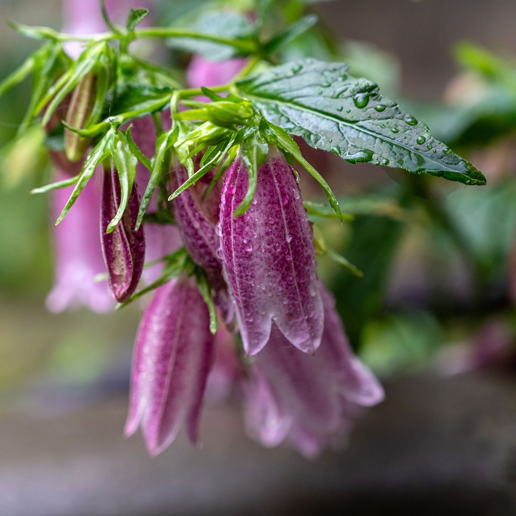 Campanula takesimana Elisabeth - Korea-Glockenblume