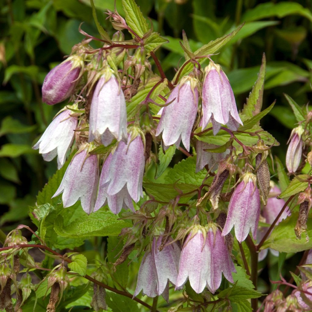 Campanula takesimana Elisabeth - Korea-Glockenblume