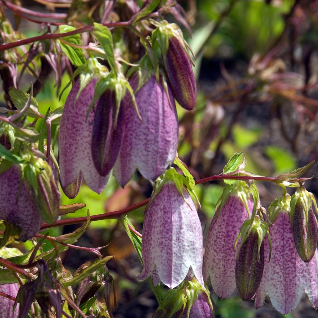 Campanula takesimana Elisabeth - Korea-Glockenblume