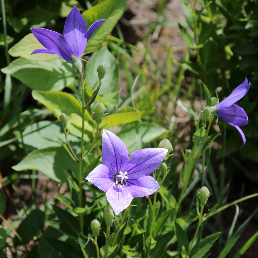 Campanule waldsteiniana