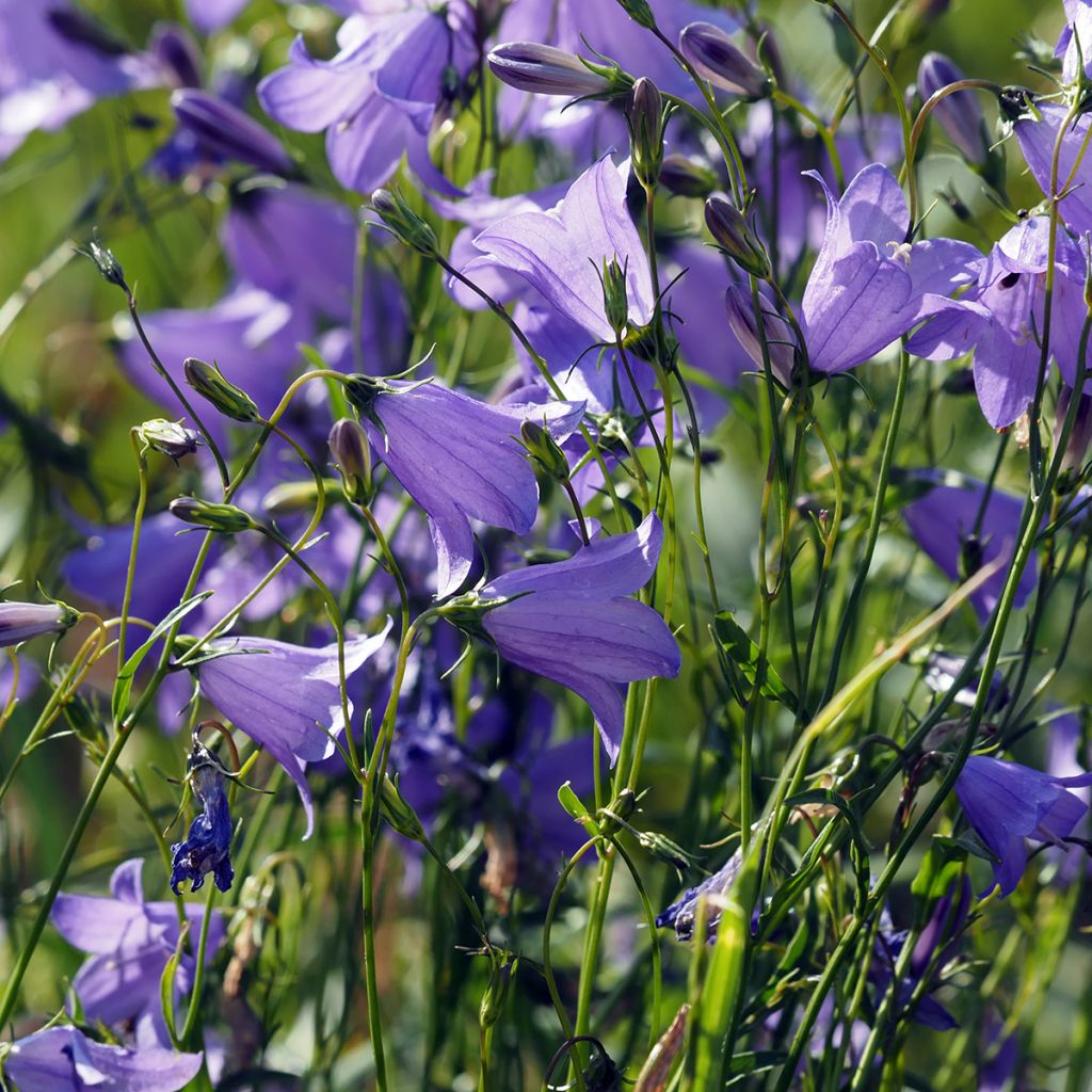 Campanula wockei Puck - Glockenblume