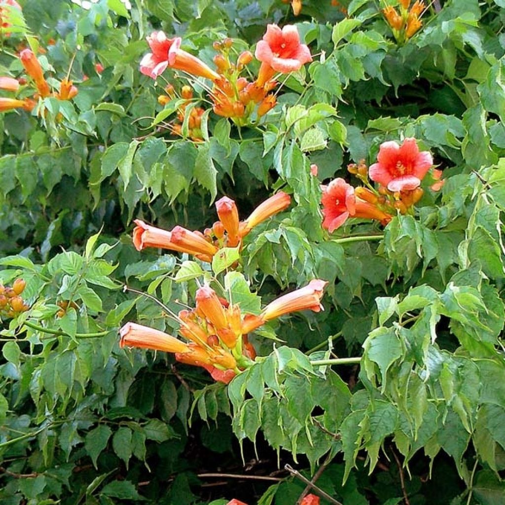 Bignone de Virginie Radicans, Campsis radicans