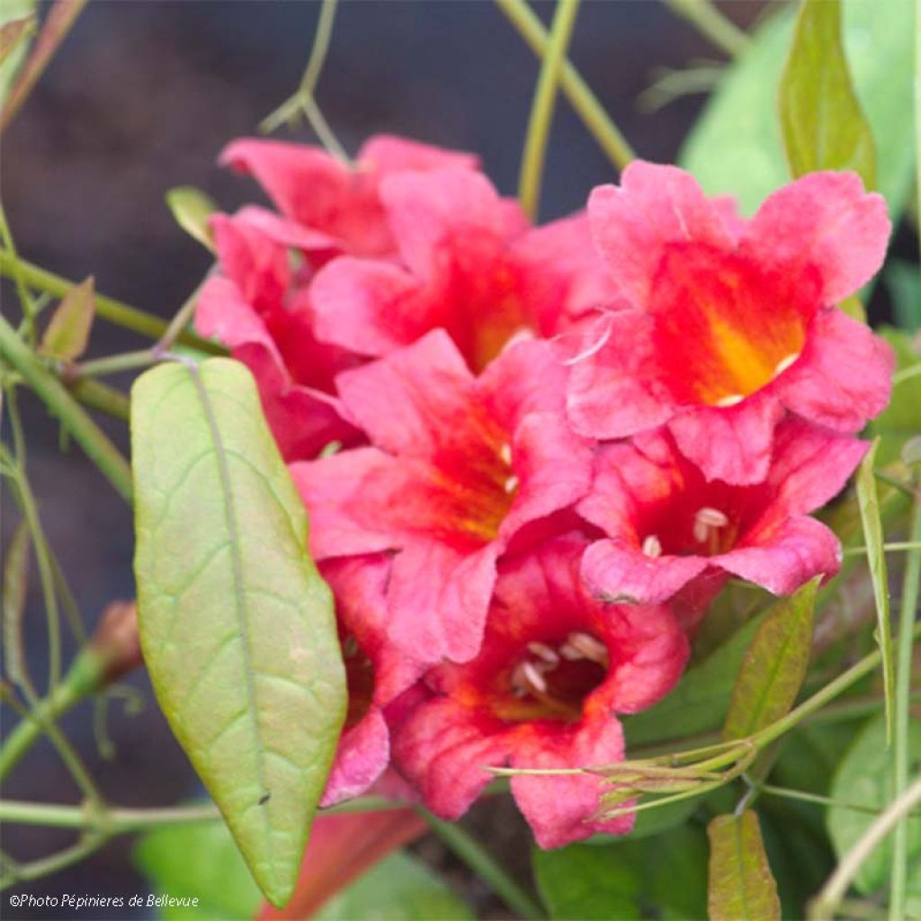 Campsis capreolata Atrosanguinea - Trompetenblume