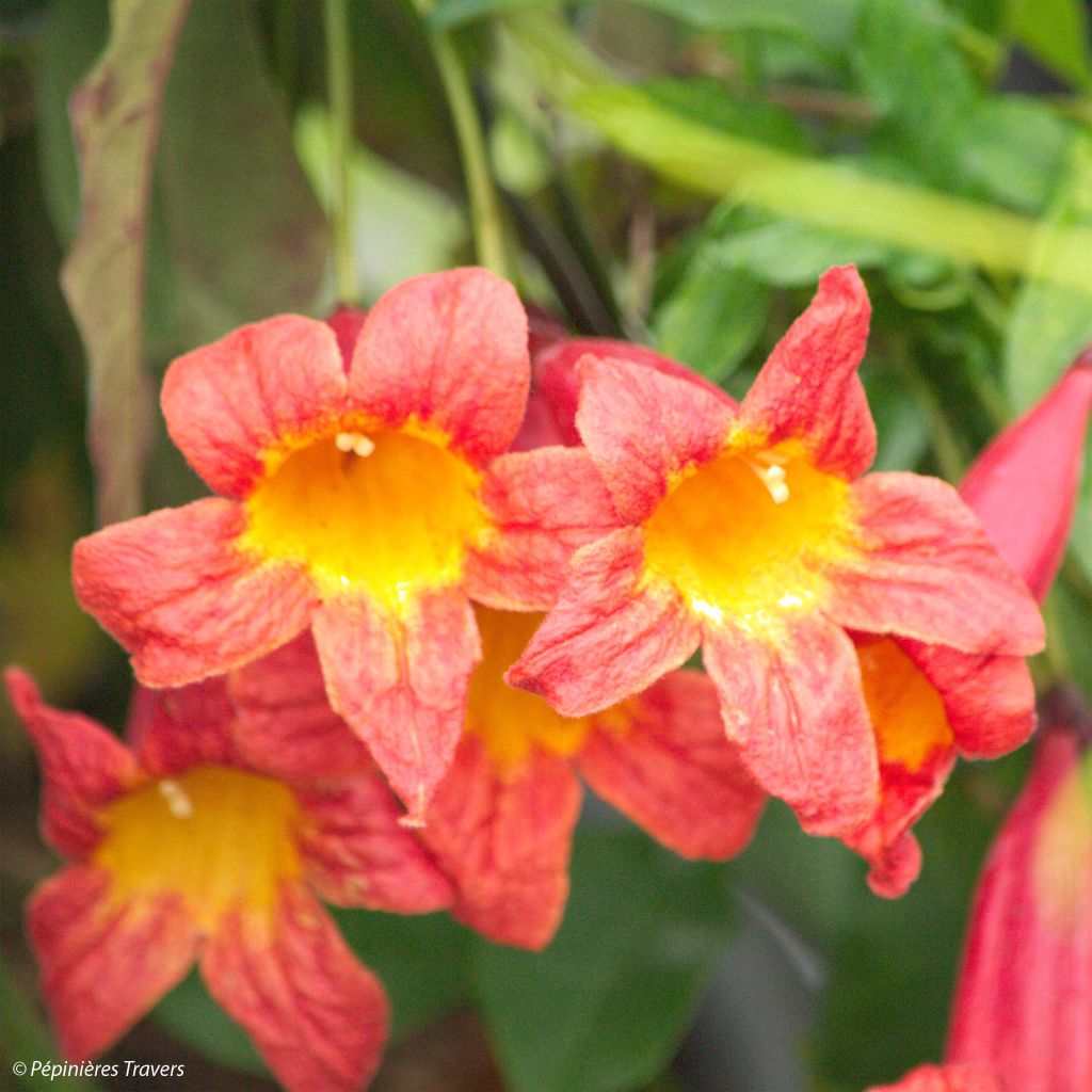 Campsis capreolata Tangerine Beauty - Trompetenblume