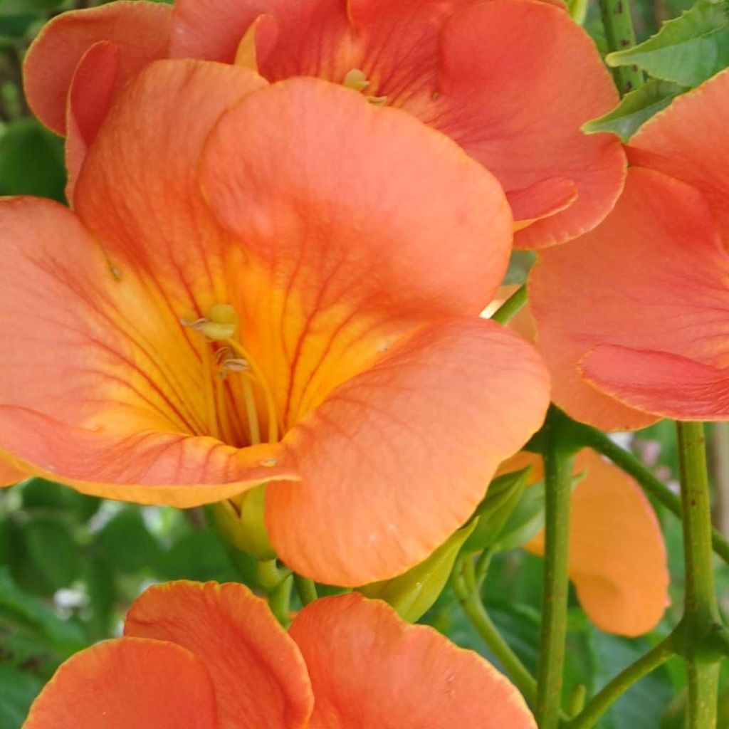 Campsis grandiflora - Bignone à grandes fleurs