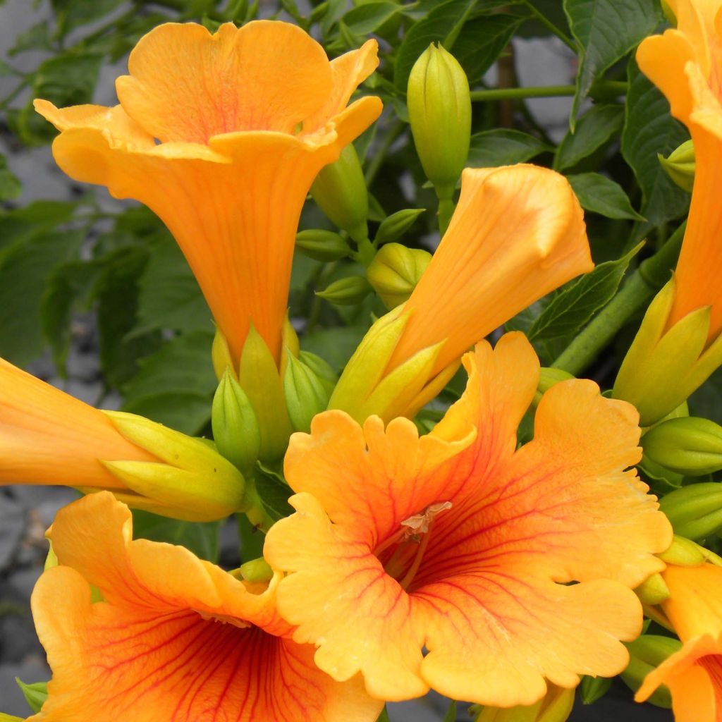 Bignone - Campsis radicans Summer Jazz Gold