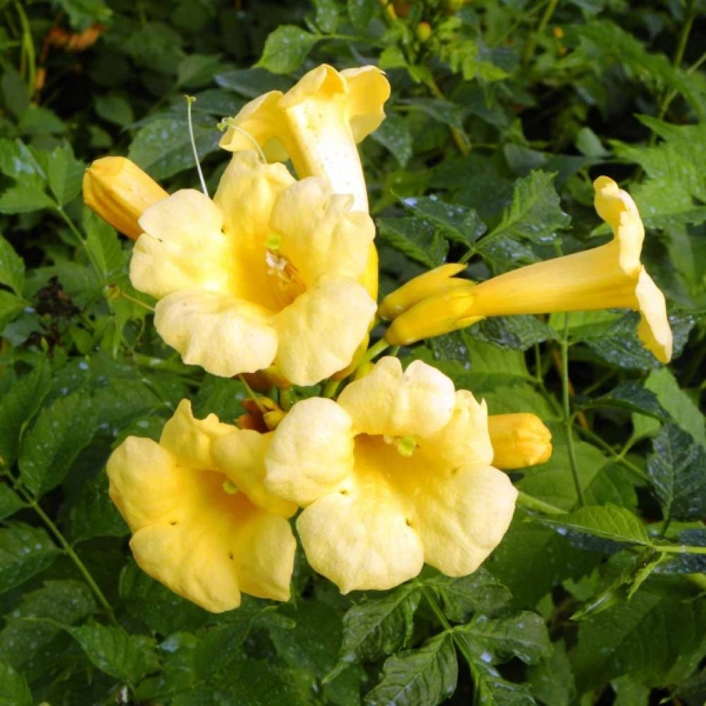 Campsis radicans Yellow Trumpet - Amerikanische Klettertrompete