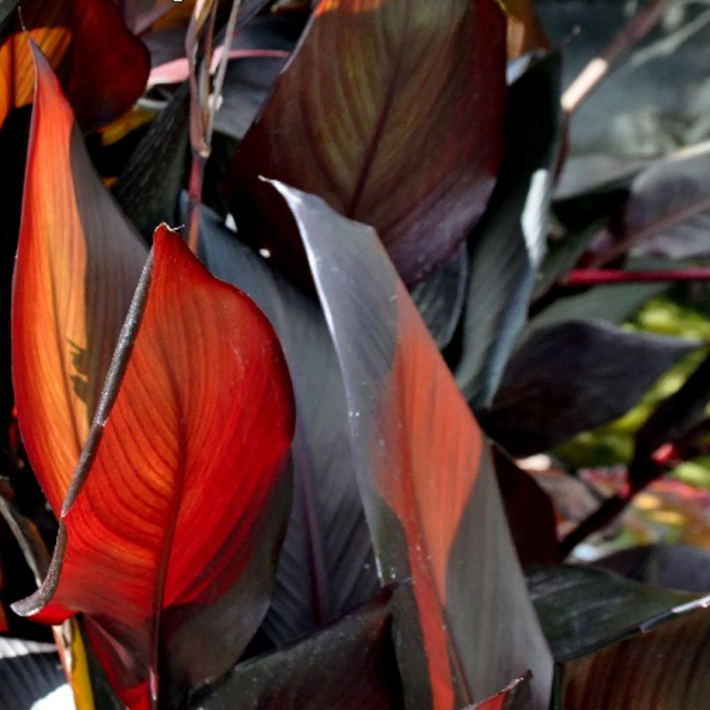 Canna glauca Australis - Blumenrohr