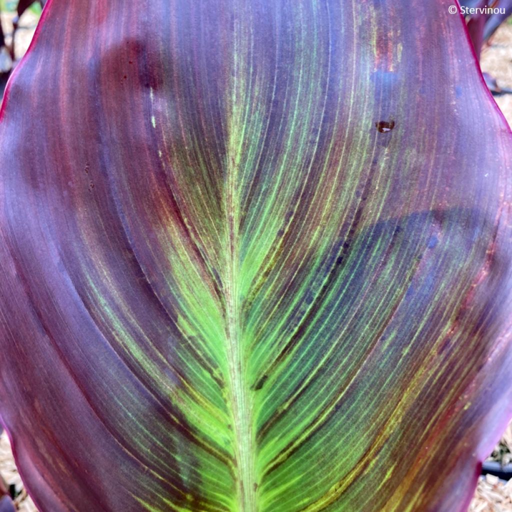 Blumenrohr Black Cleopatra - Canna