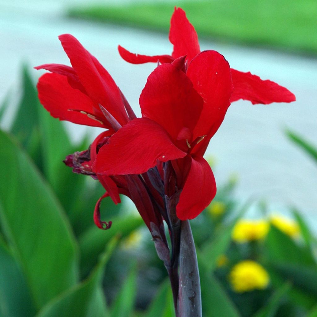 Blumenrohr Firebird - Canna