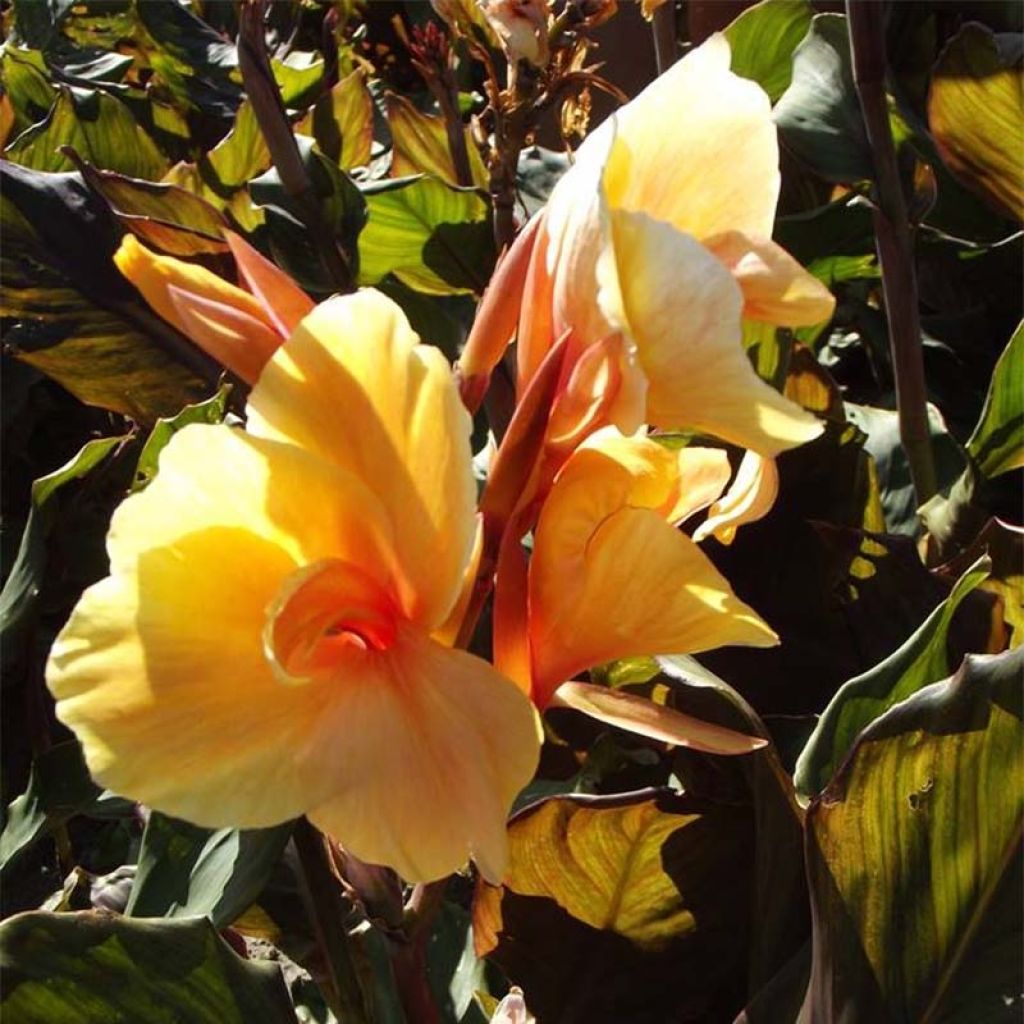 Blumenrohr Louis Cottin - Canna