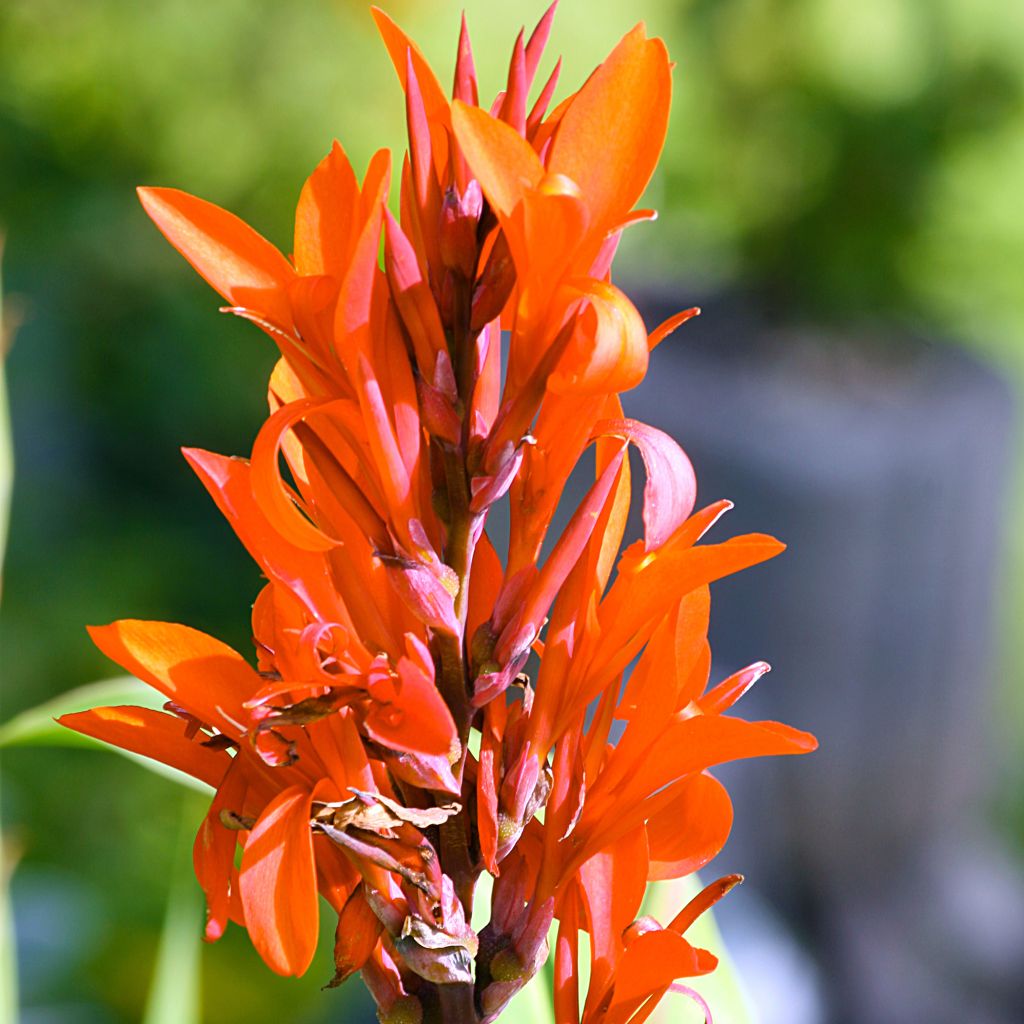 Blumenrohr Marabout - Canna