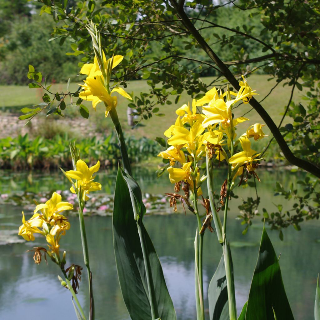 Blumenrohr Ra - Canna glauca