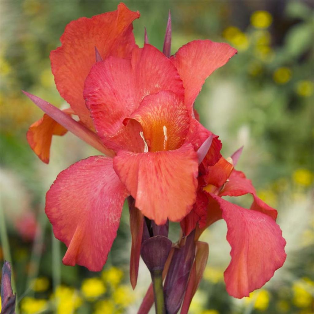 Blumenrohr Red King Humbert - Canna