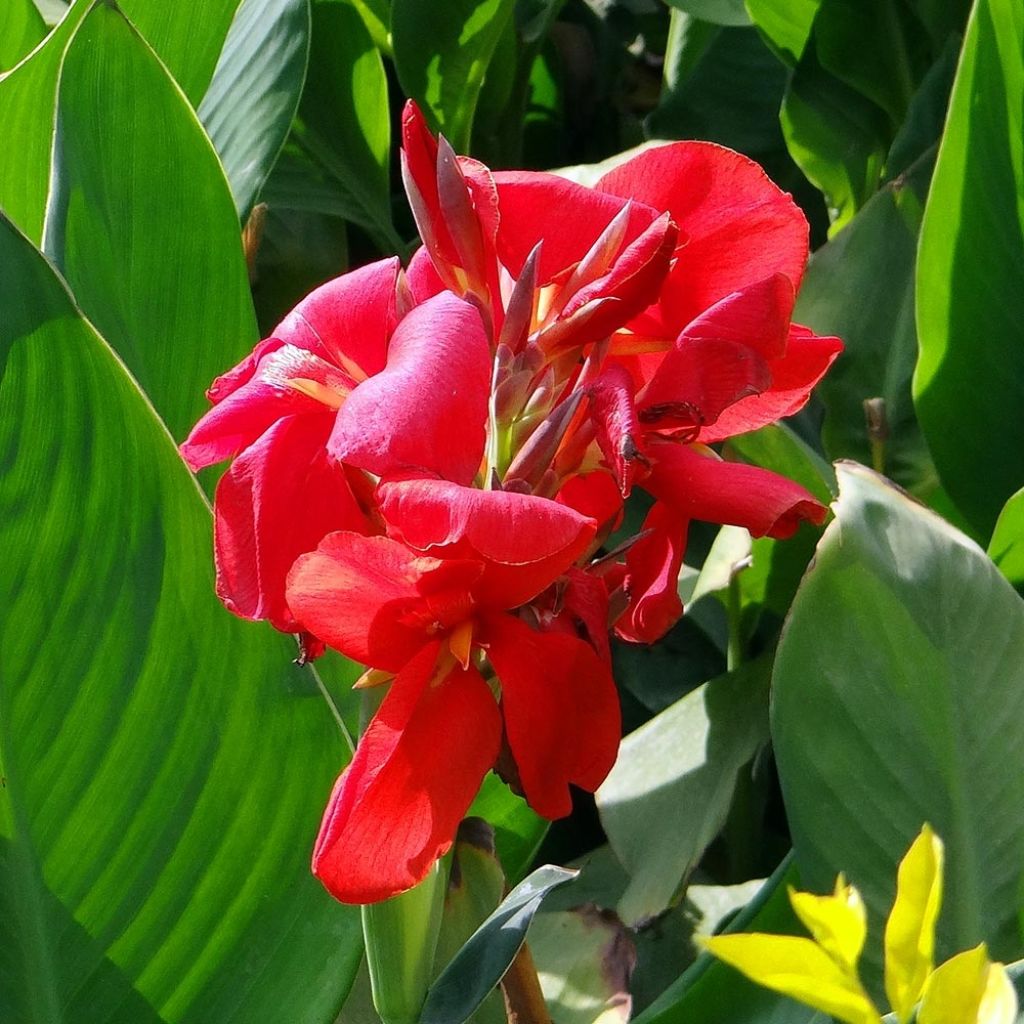 Canna Strasbourg - Balisier de taille moyenne, à fleurs rouge sang.