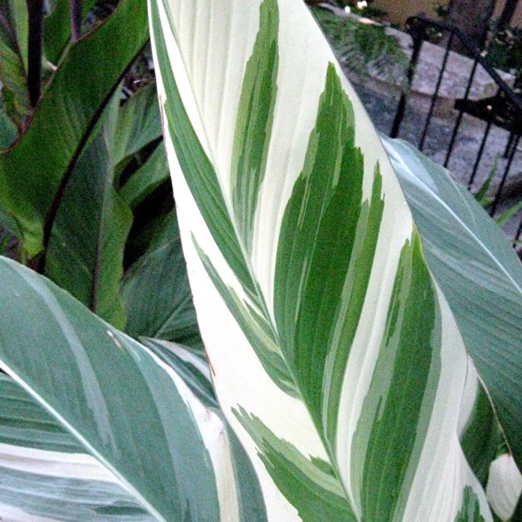 Blumenrohr Stuttgart - Canna