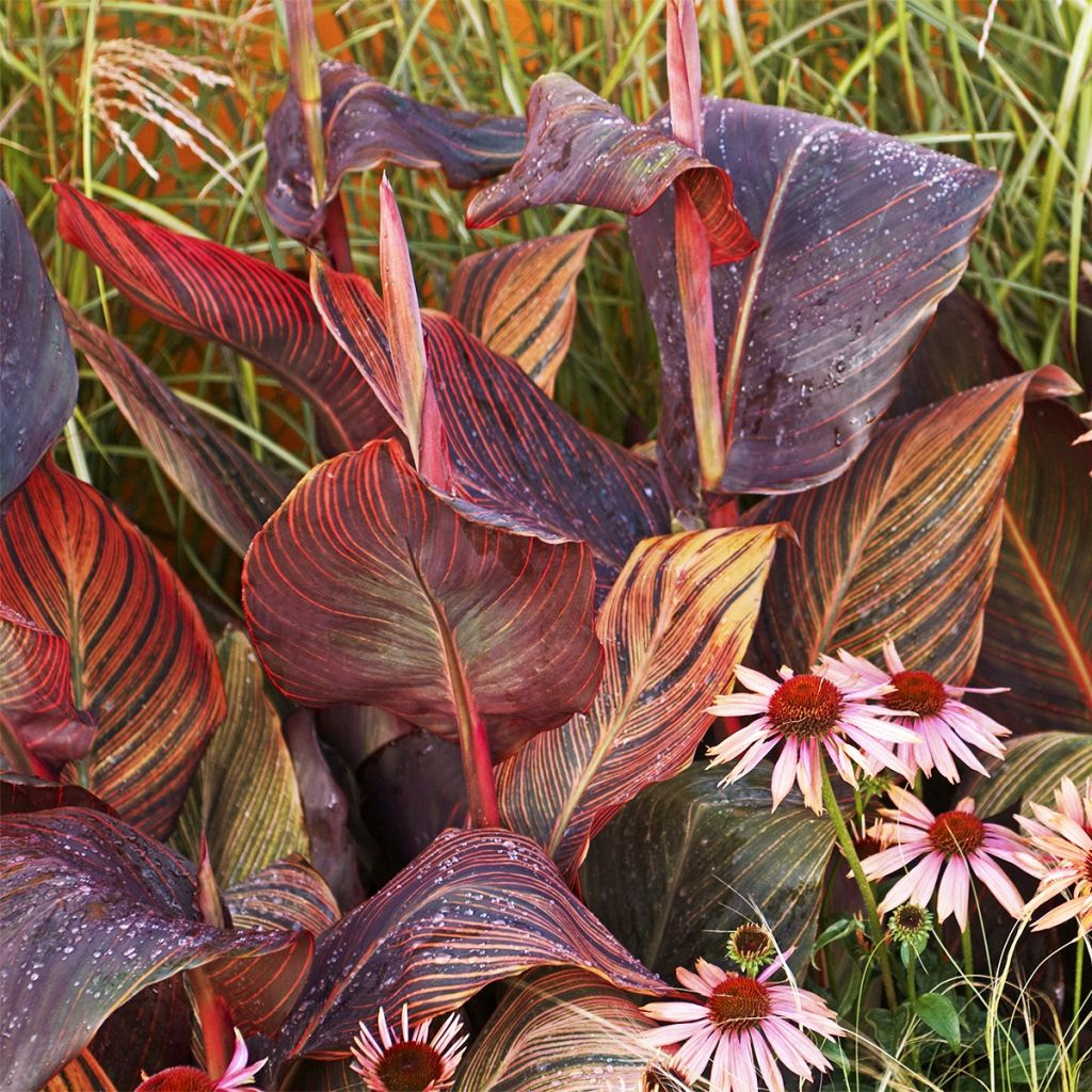 Blumenrohr Tarouking - Canna