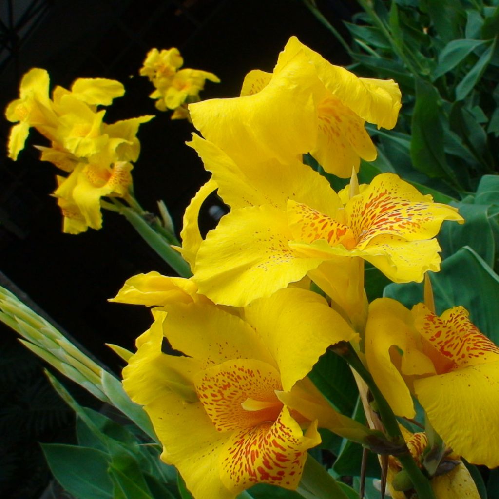 Canna Yellow Humbert - Balisier jaune  picté d'orange