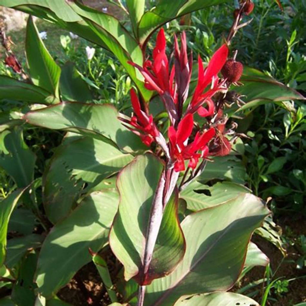 Canna edulis - Blumenrohr