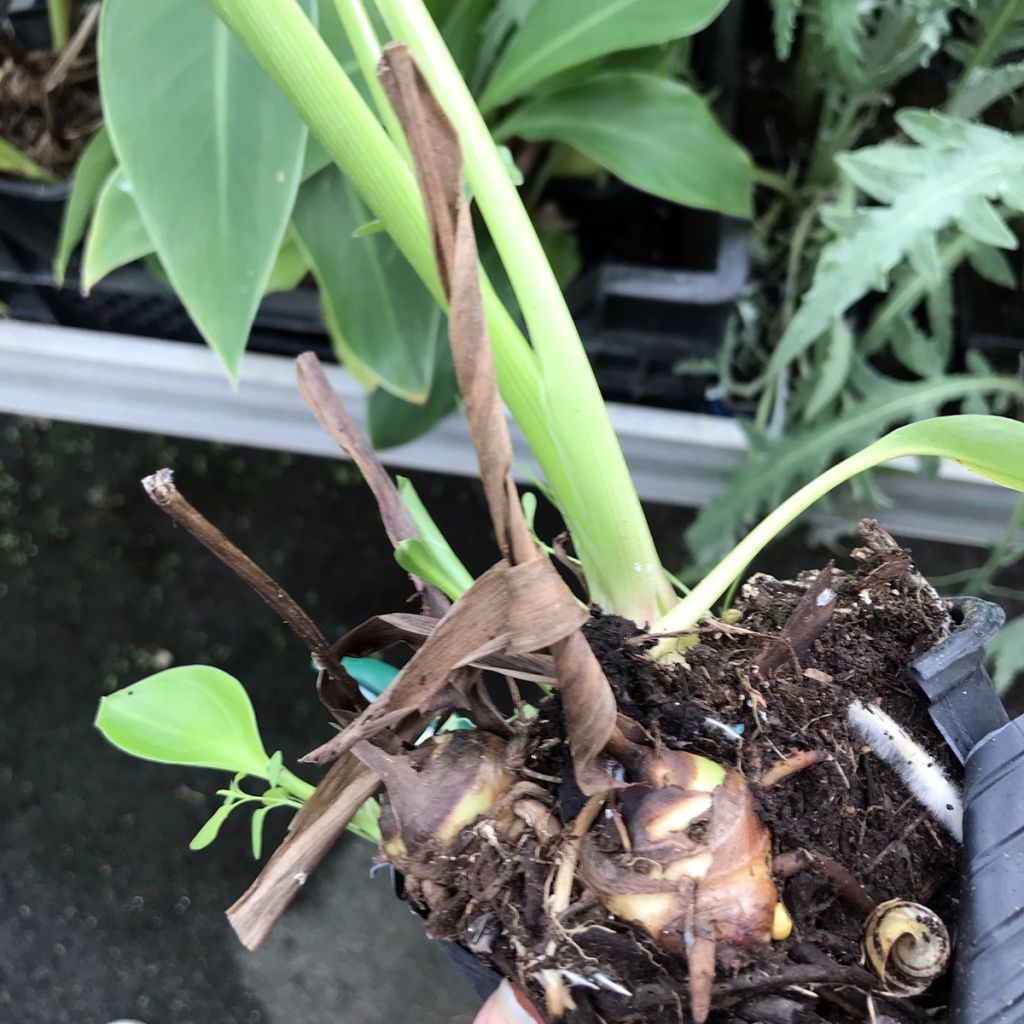 Canna edulis - Blumenrohr