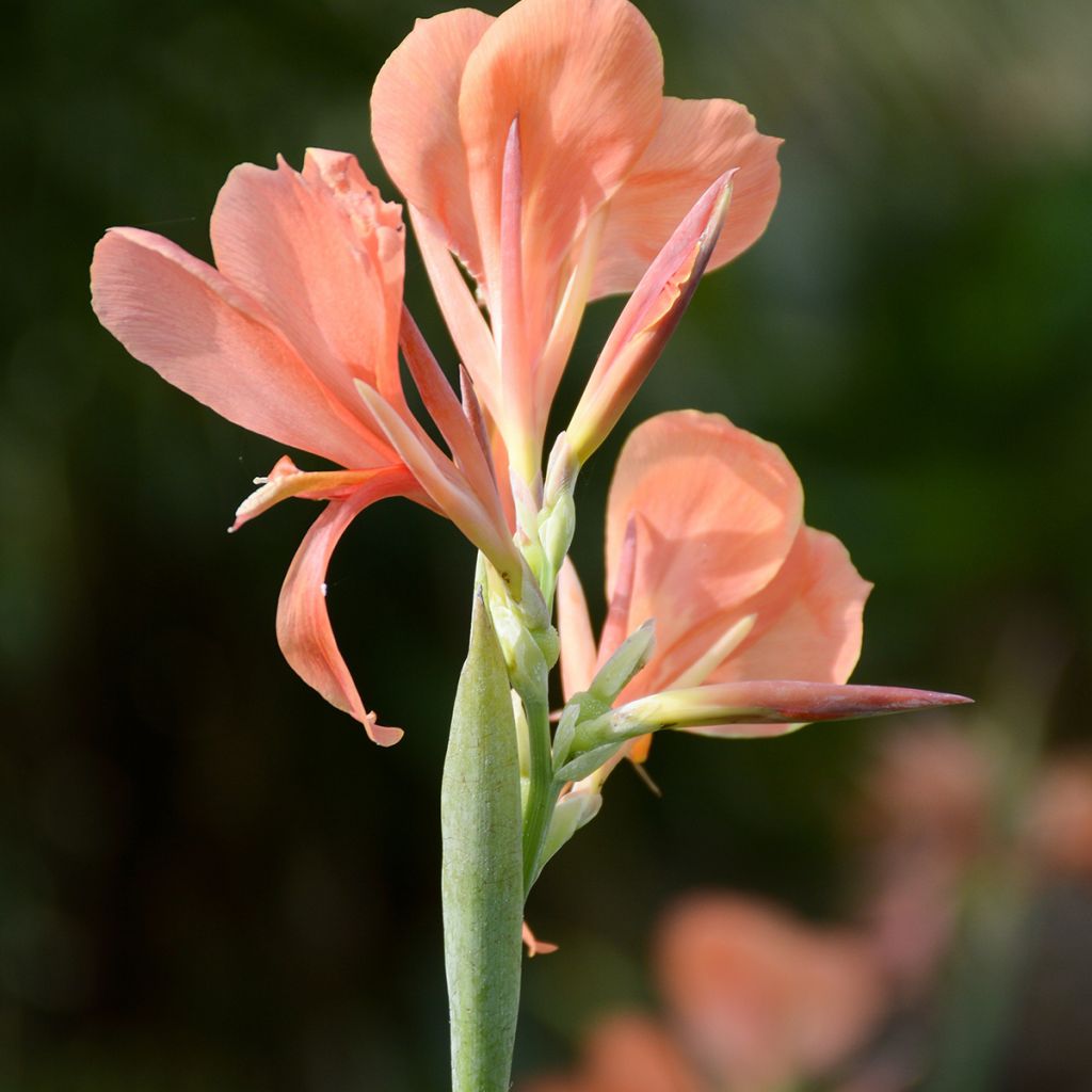 Blumenrohr Erebus - Canna