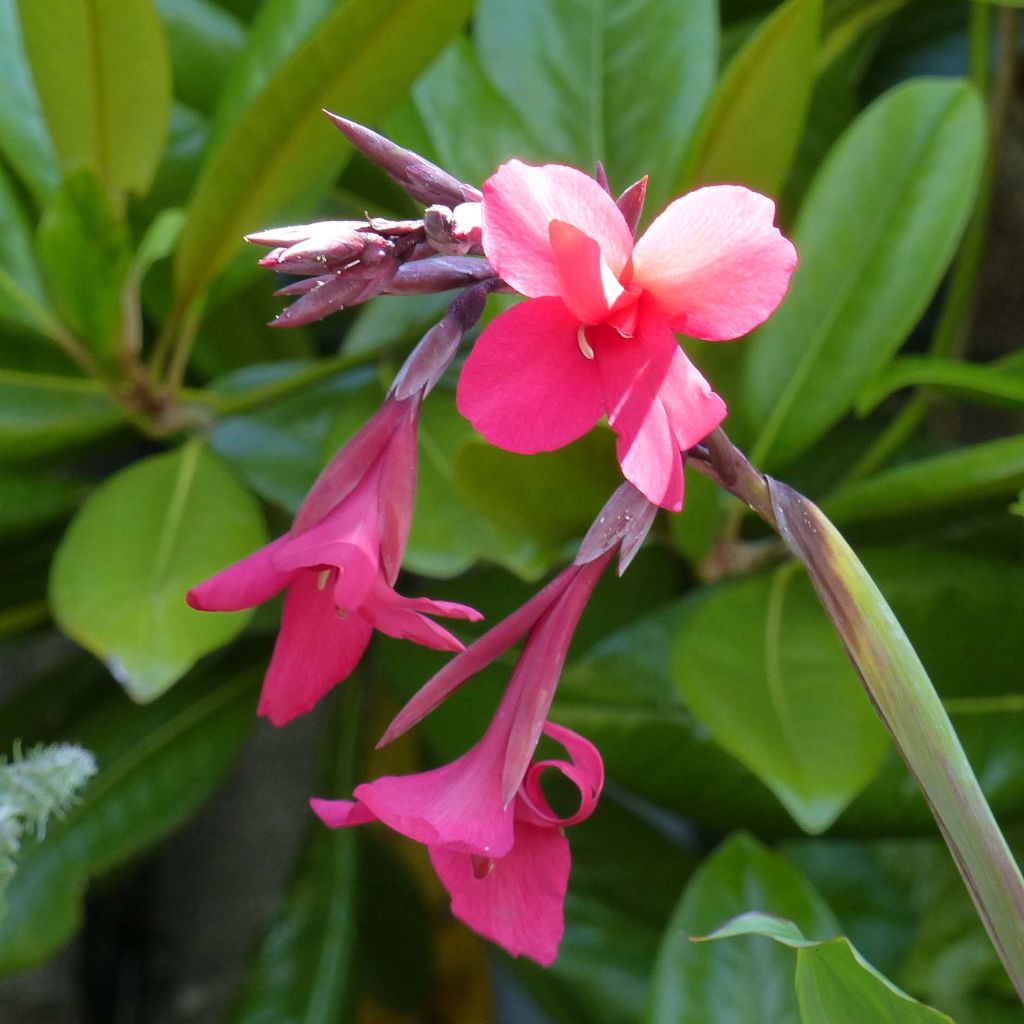 Blumenrohr - Canna iridiflora