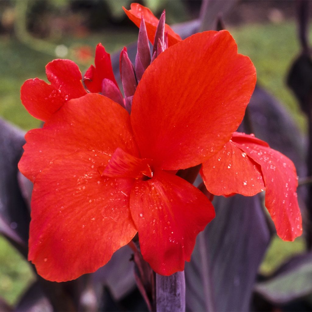 Blumenrohr Red Wine - Canna