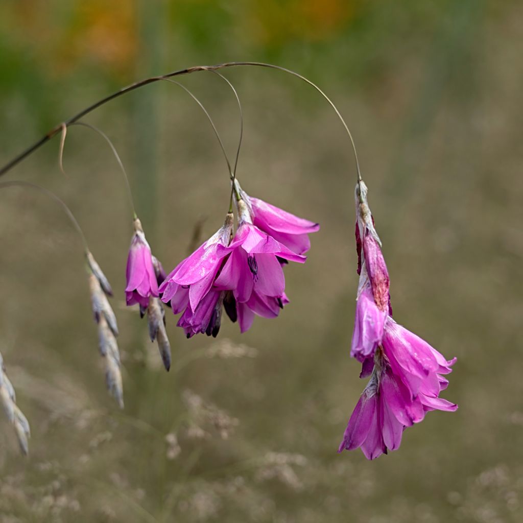 Dierama pulcherrimum - Trichterschwertel