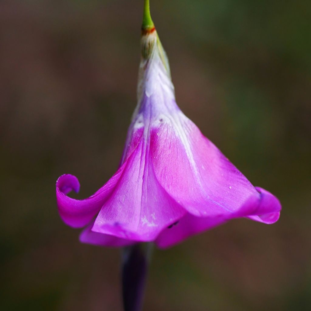 Dierama pulcherrimum - Trichterschwertel