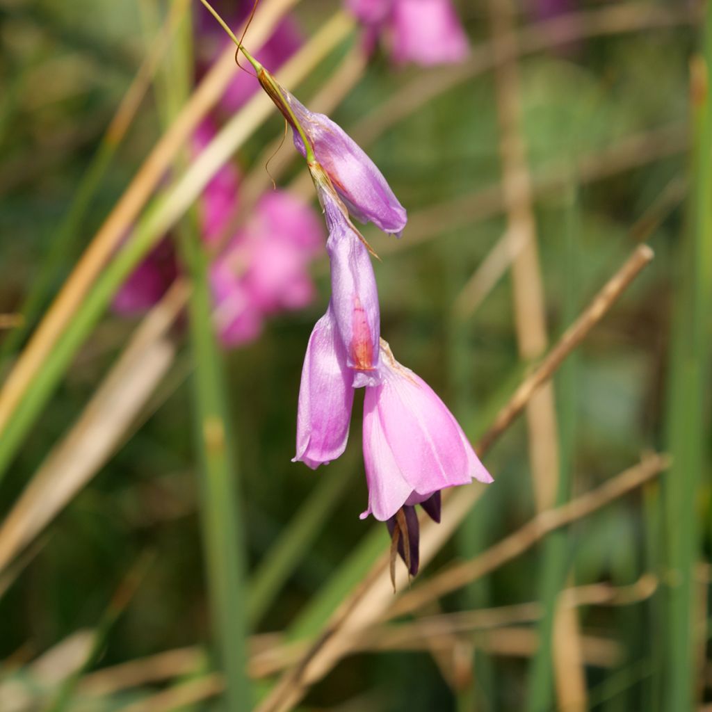 Dierama pulcherrimum - Trichterschwertel